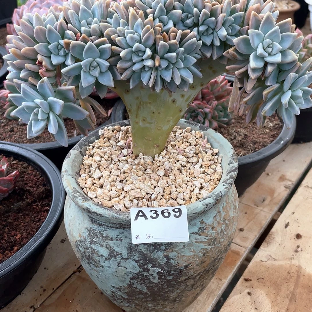 小***3369多肉植物多肉植物