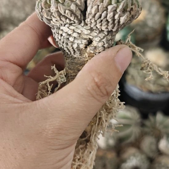 一物一拍，老家输入精巧丸！