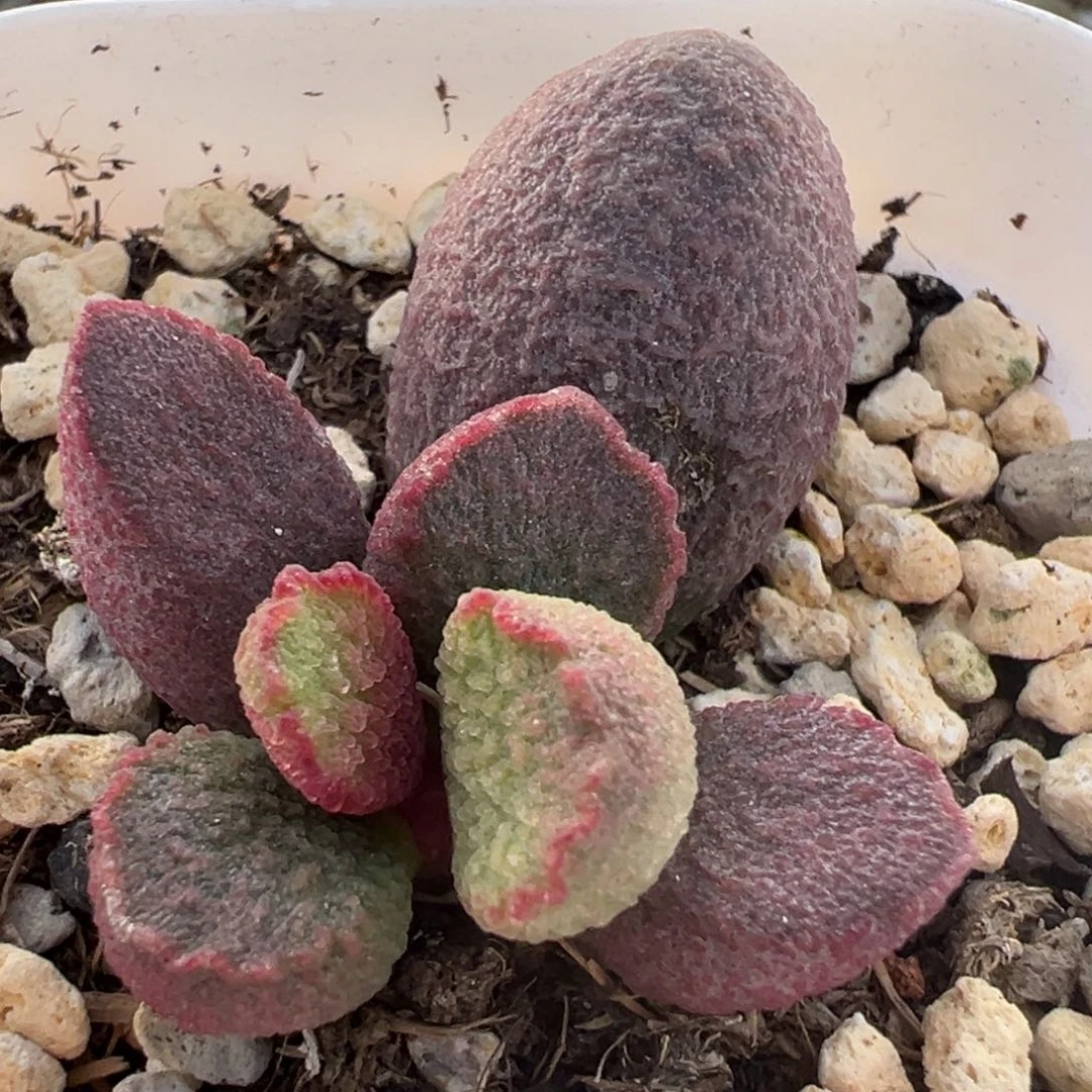 紫嫣大苗多肉植物水泡