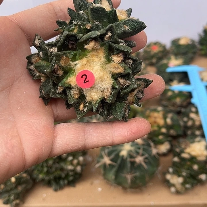 苗接博士群的一颗