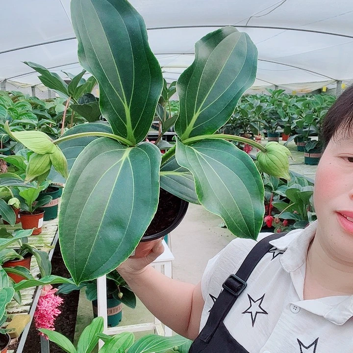 h***红宝莲灯开花开花