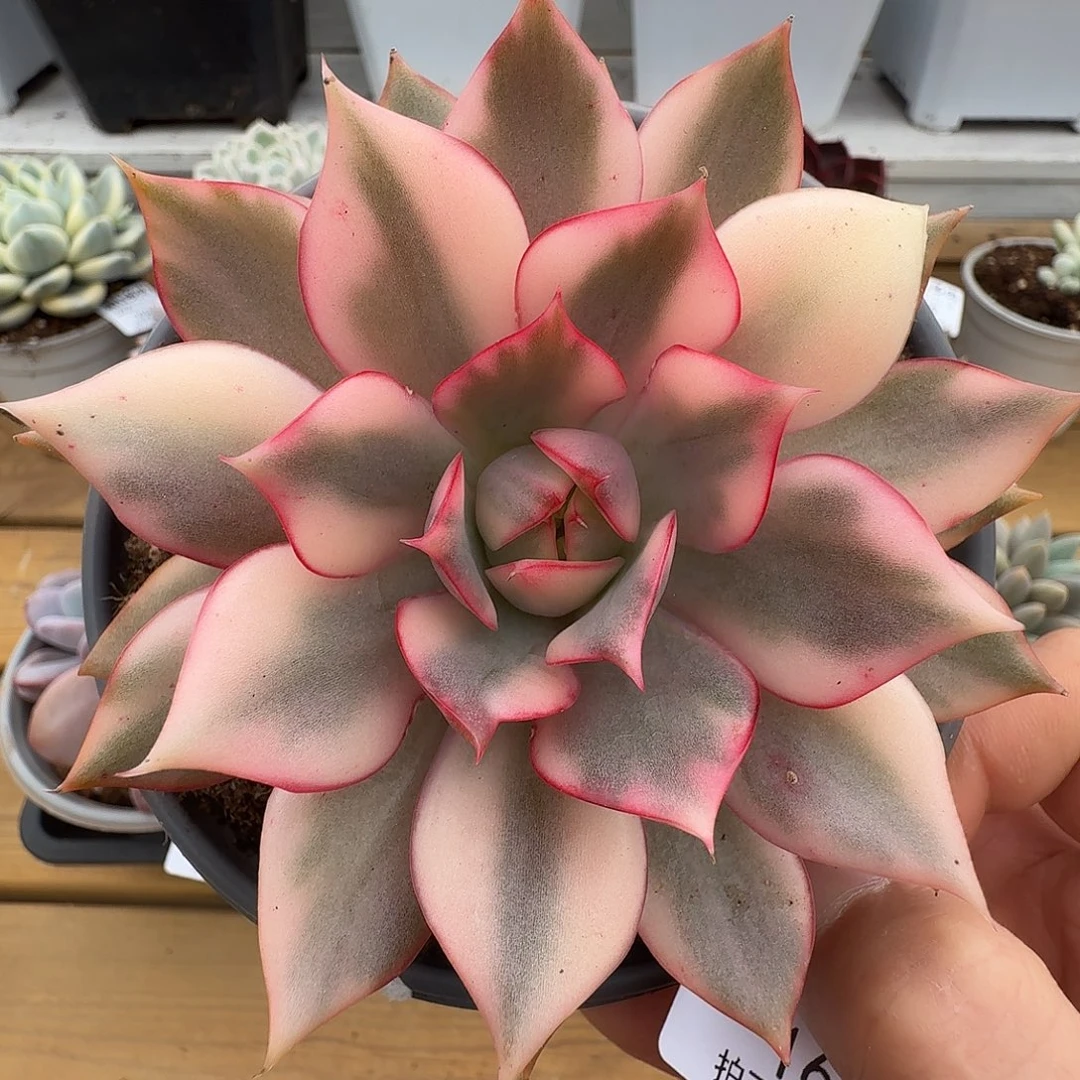 宝莲灯锦11111109-163