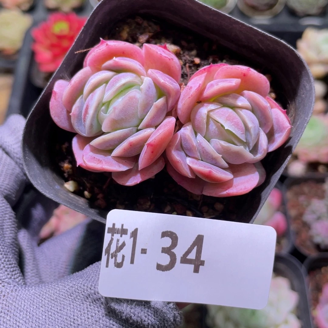 花利美 1-34西娜