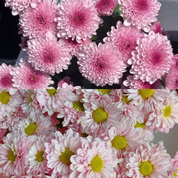 【汉城+红蕊】荷兰菊 高颜值 阳台盆栽庭院爆花 花期长花量大
