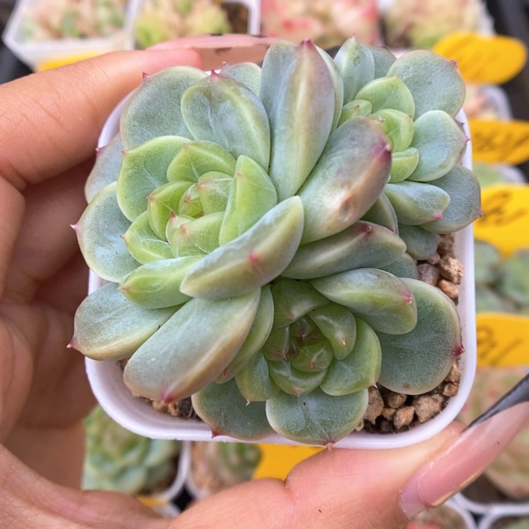荔枝甜心447号。