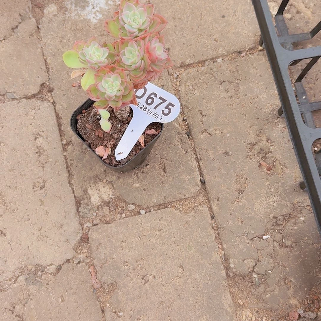 D675橙色恋人一物一拍