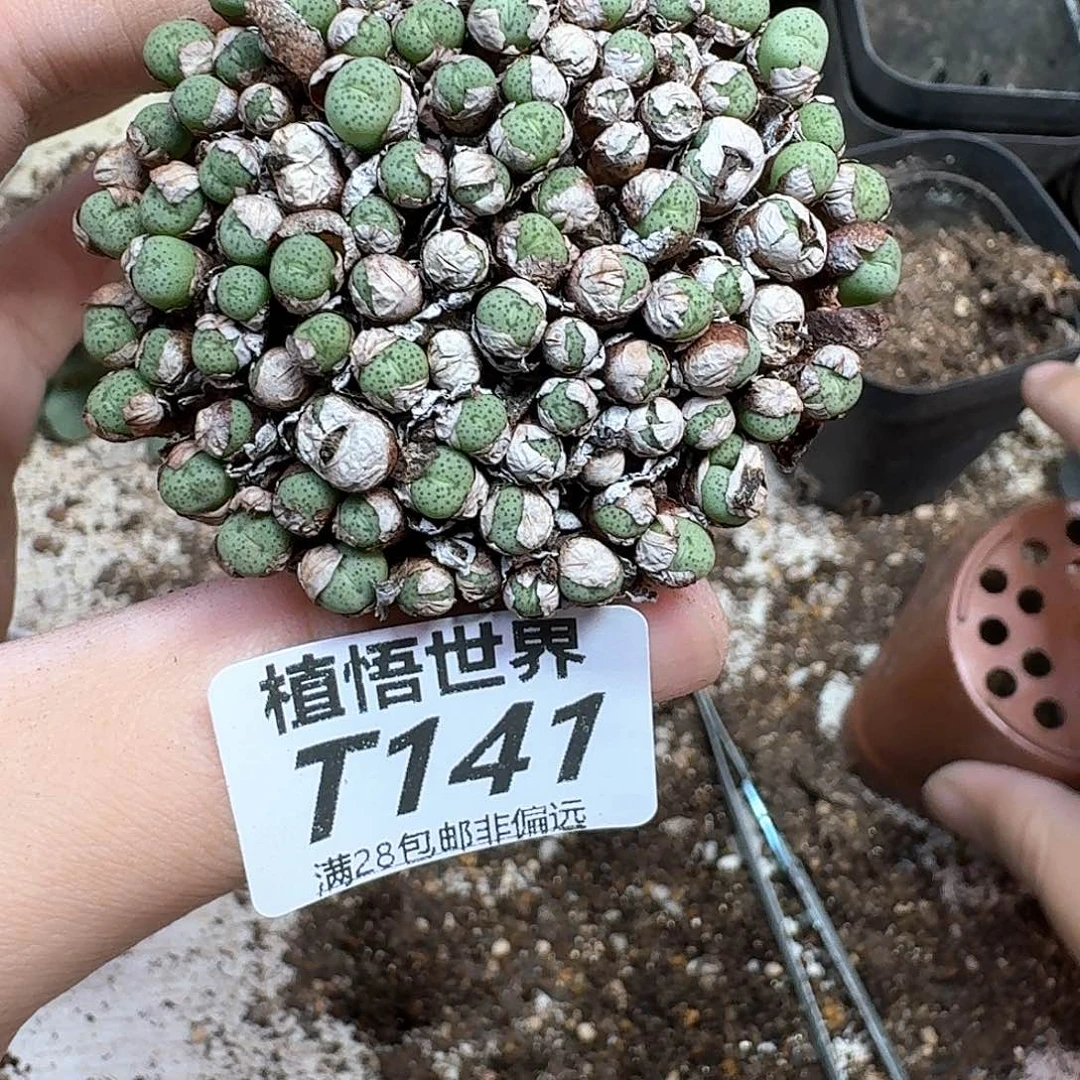 多肉植物的人啊法vv