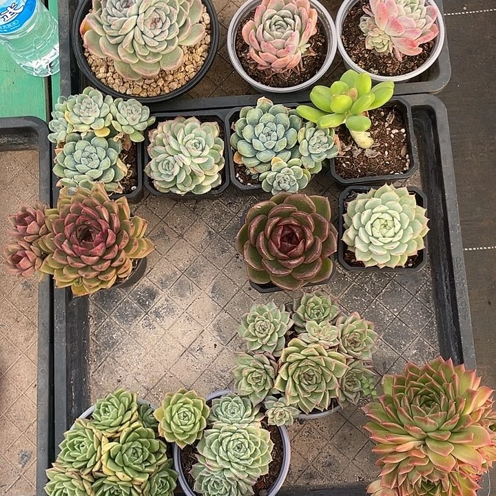 美***姐多肉植物一物一拍
