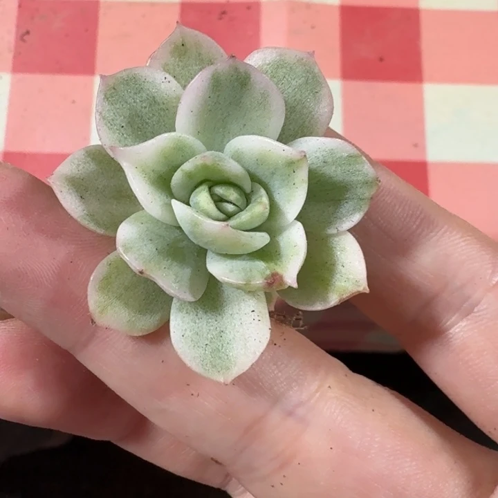 超白锦麦秆锦一物一拍