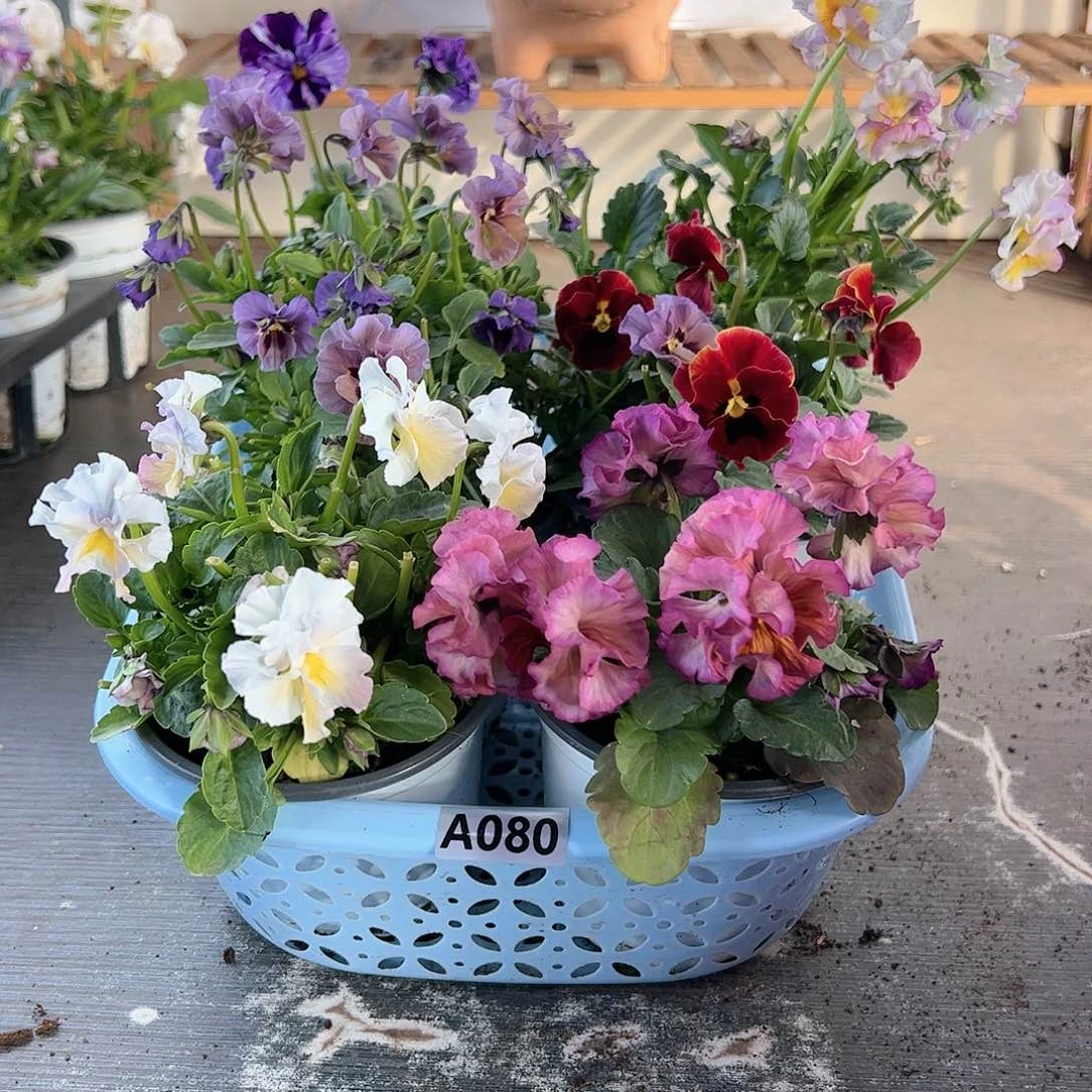 【闪购商品】080号