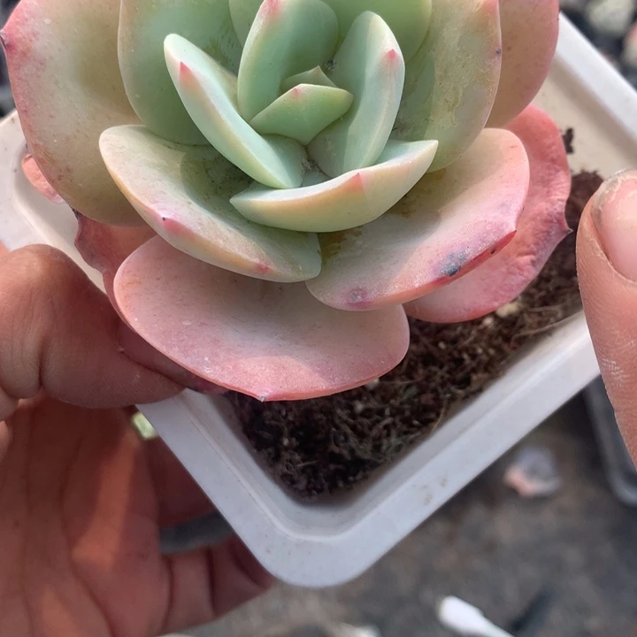 白凤有损（不满9.99发空盆冷的地区不买保温扣一颗多肉）