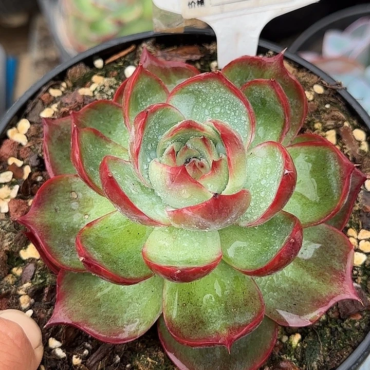 玫瑰惊鸿一物一拍包装收缩花旱752