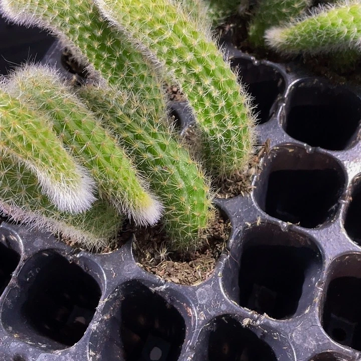 九尾狐1.5带土发