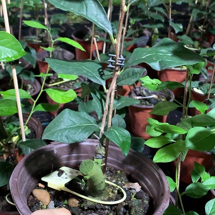 无花朵柿佑卫门嫁接苗35