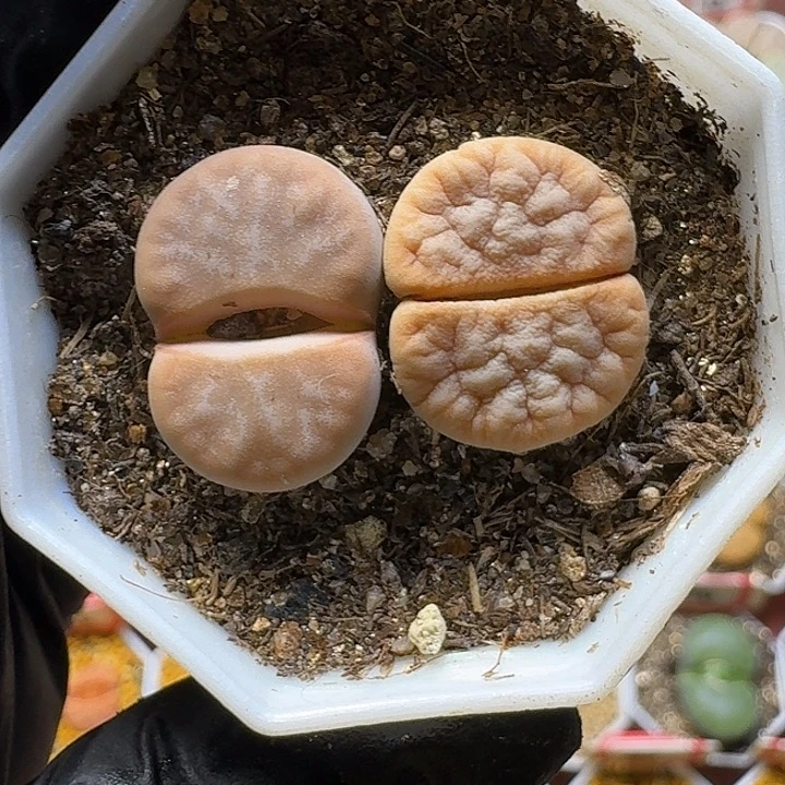 生石花3:：：，在。 8号