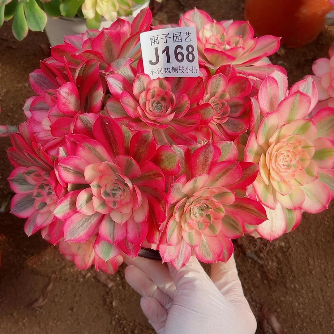 168倾城尺寸23左右