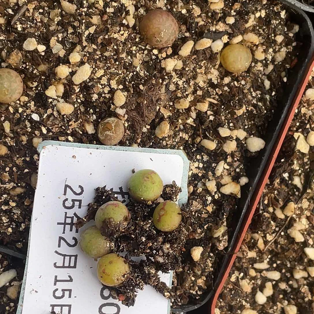 ?**u15-130肉锥多肉植物