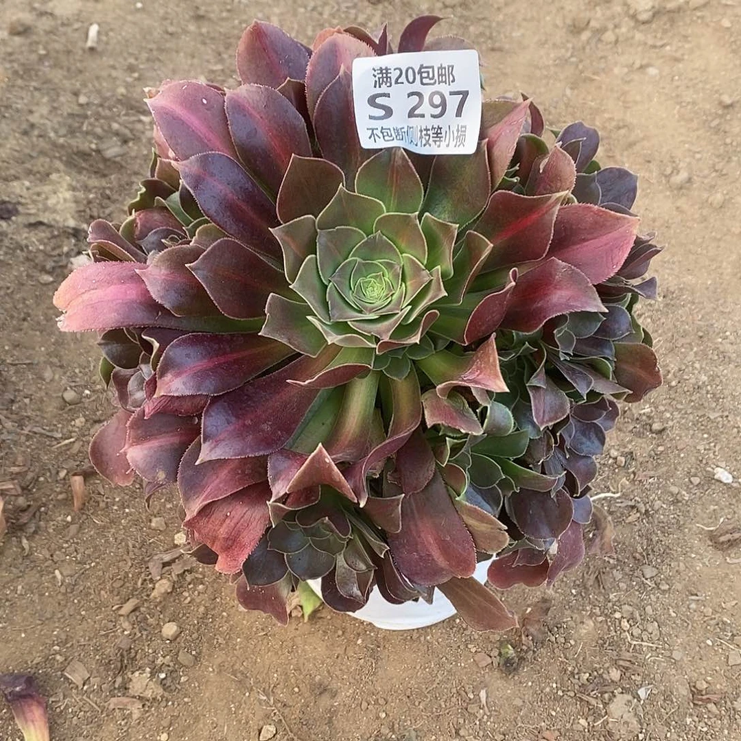 297女巫中斑锦多肉