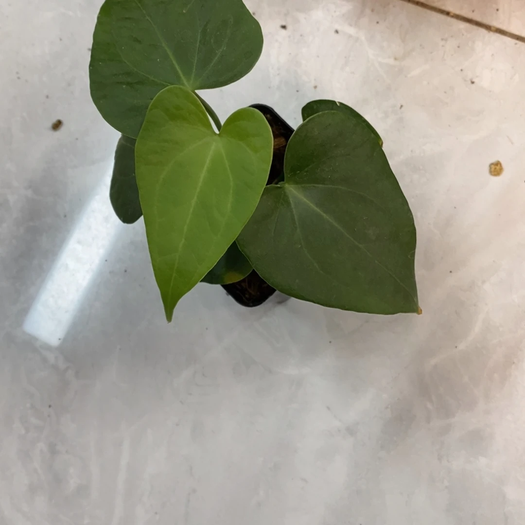 不开花植物翼龙杂克莱恩后