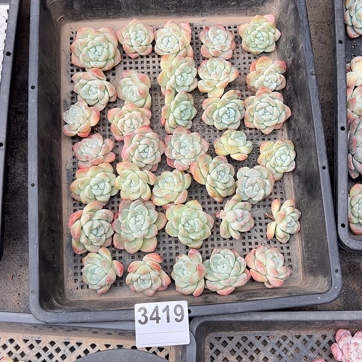 3419，35个冰玉无根有瑕疵