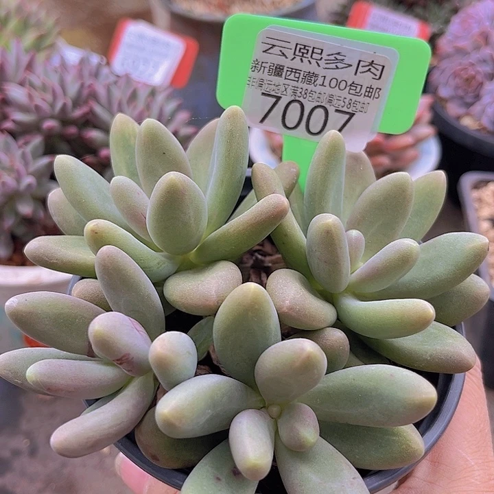 7007糖果美人。