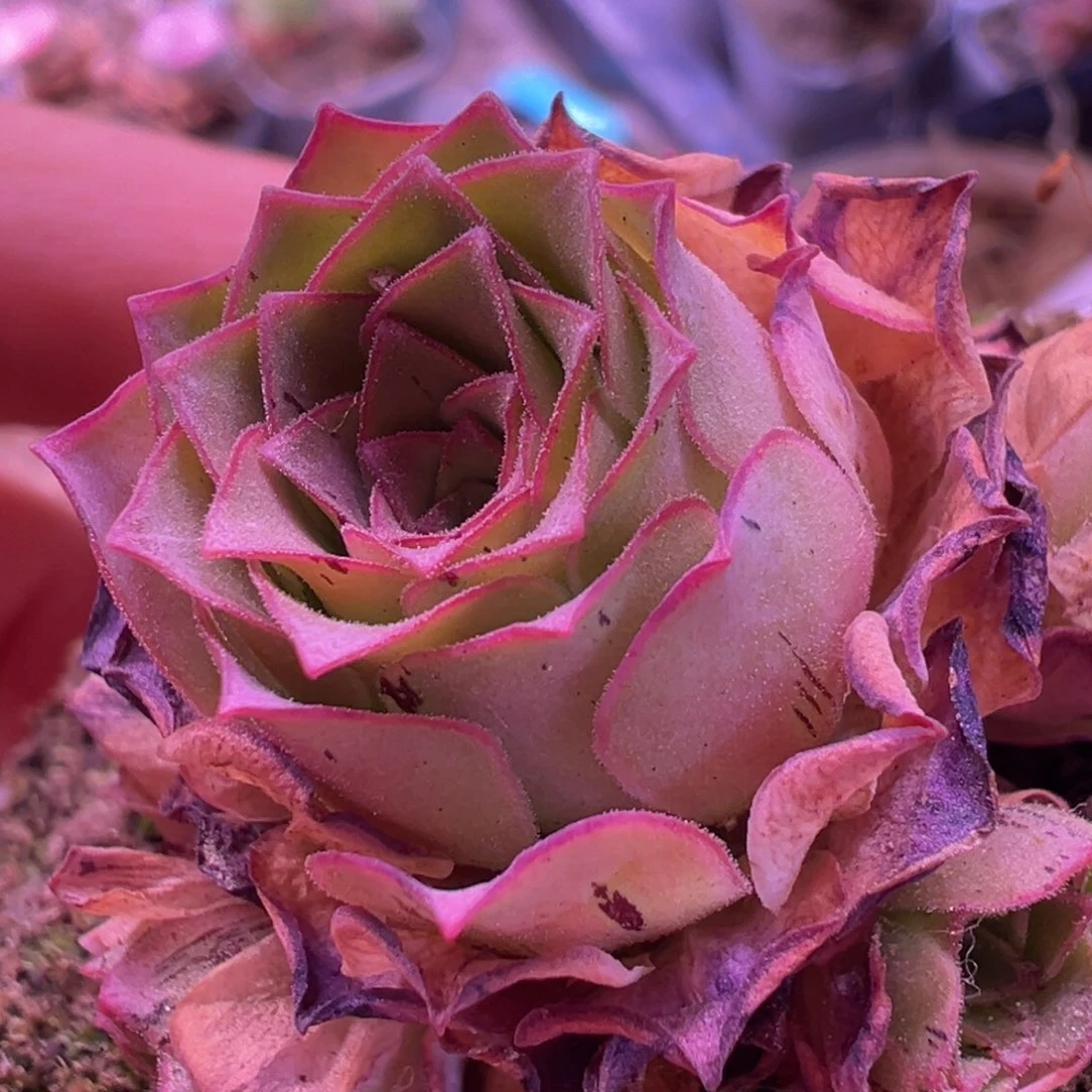 不知名毛毛群 捡漏