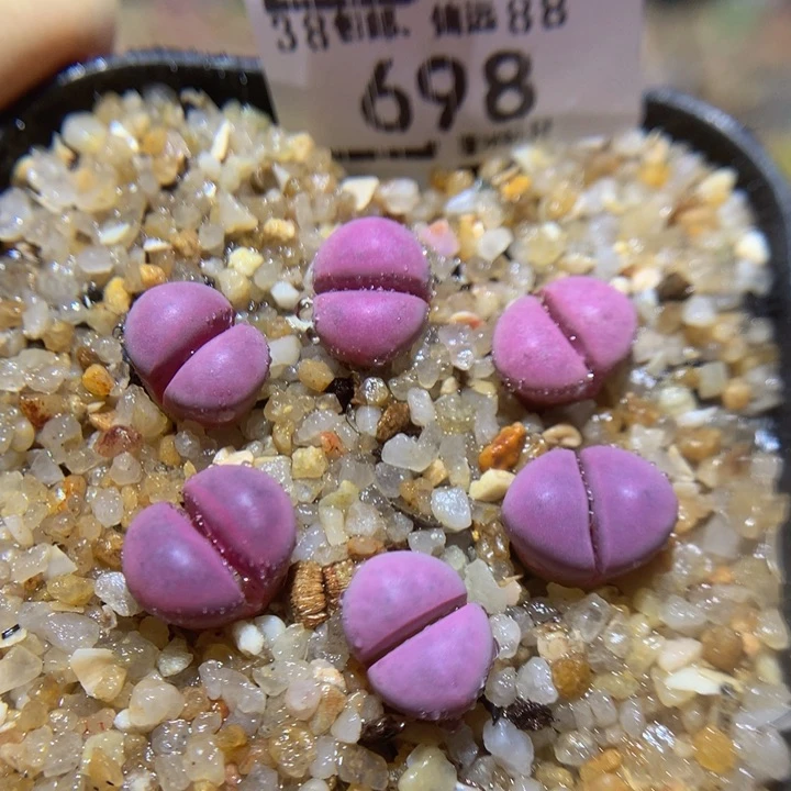 Sss精精精品石头698