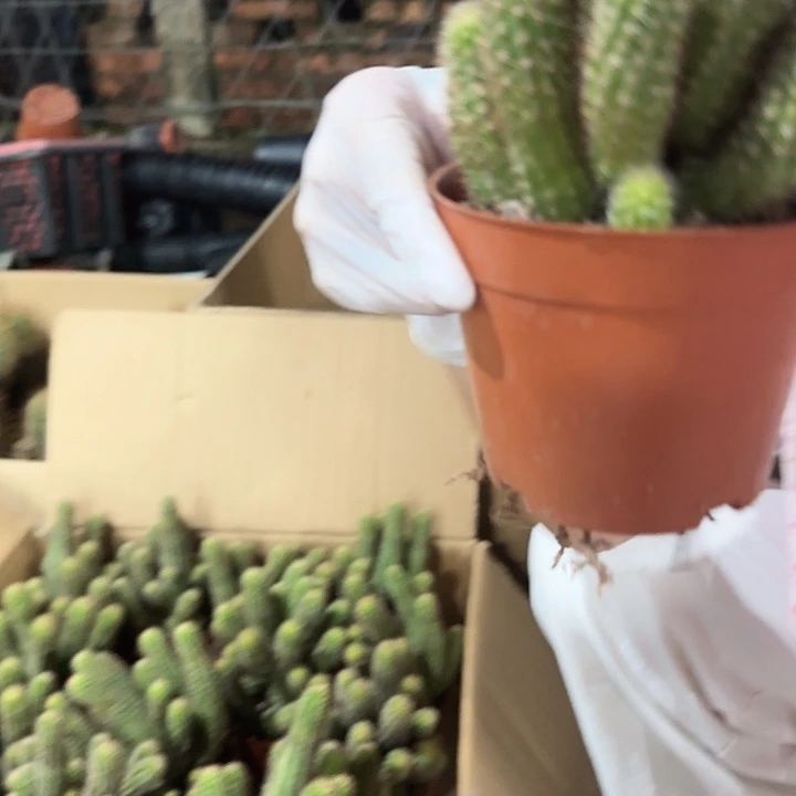 林肯宝石（掉头掉崽不售后）