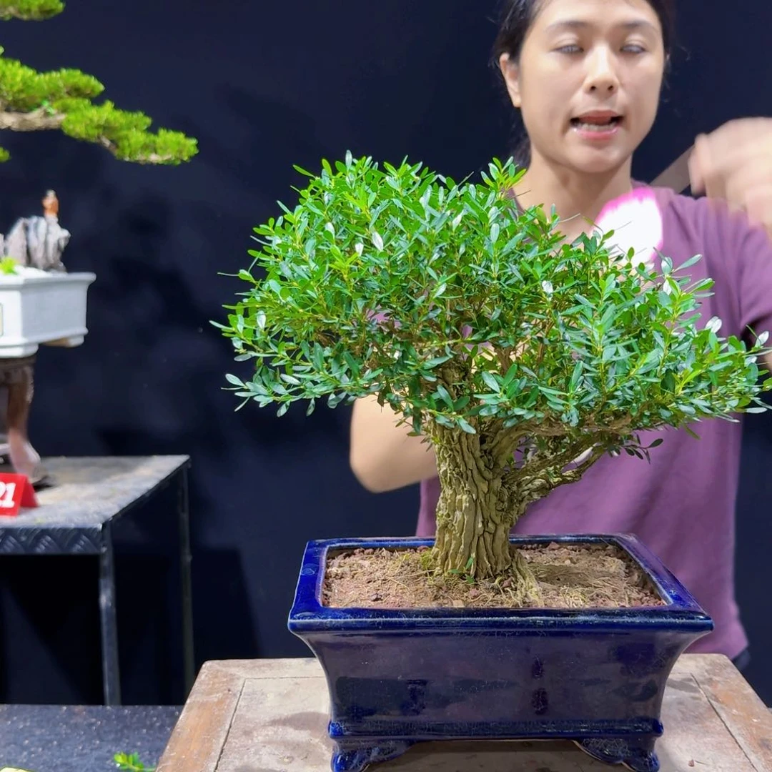 无花朵黄杨小叶黄杨的盆景