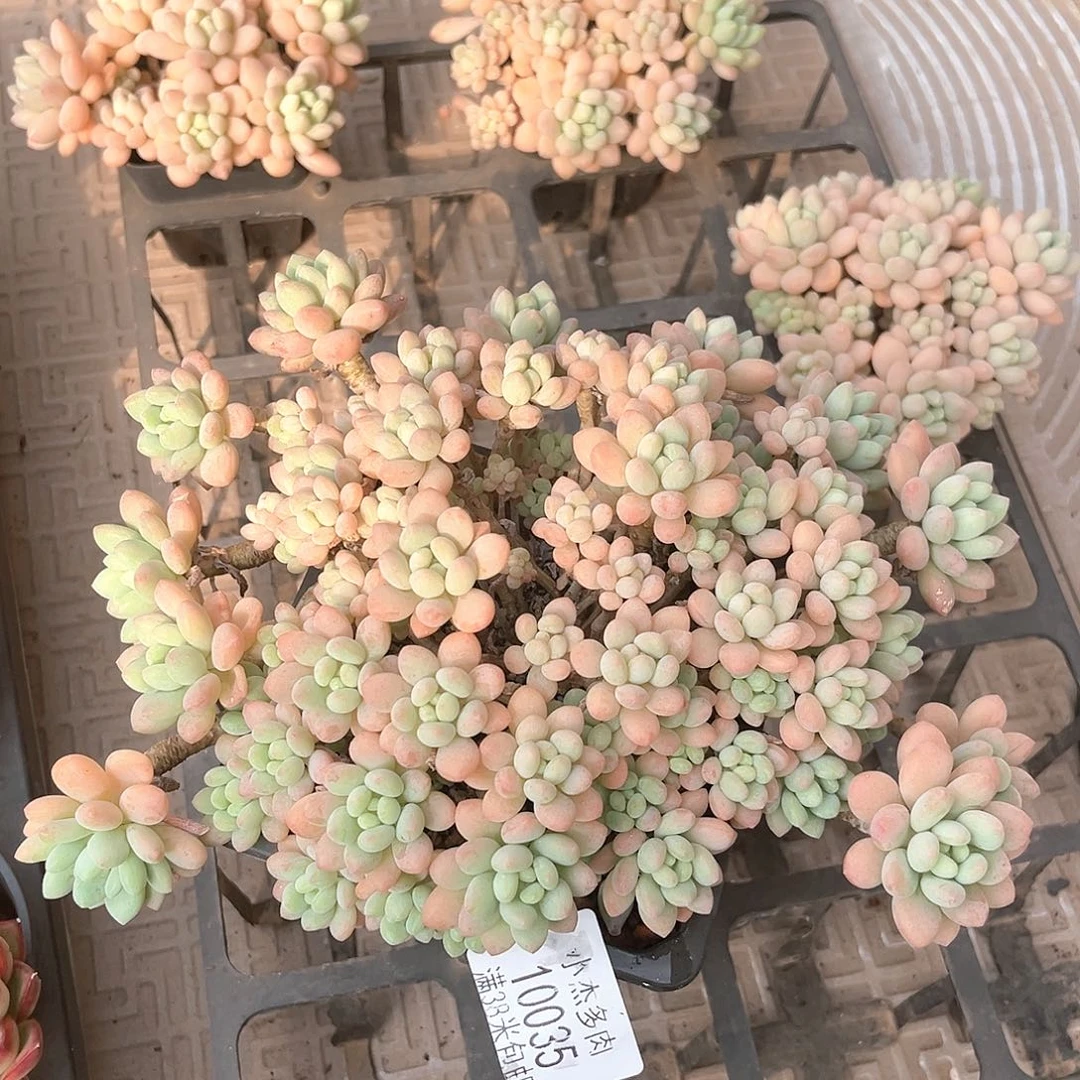静*鱼子酱小群10035