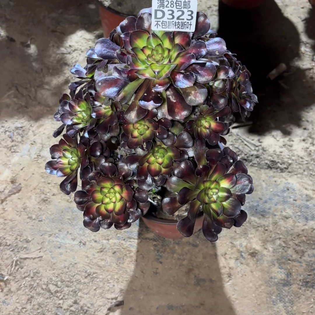 N. 323晚霞多肉？baaed