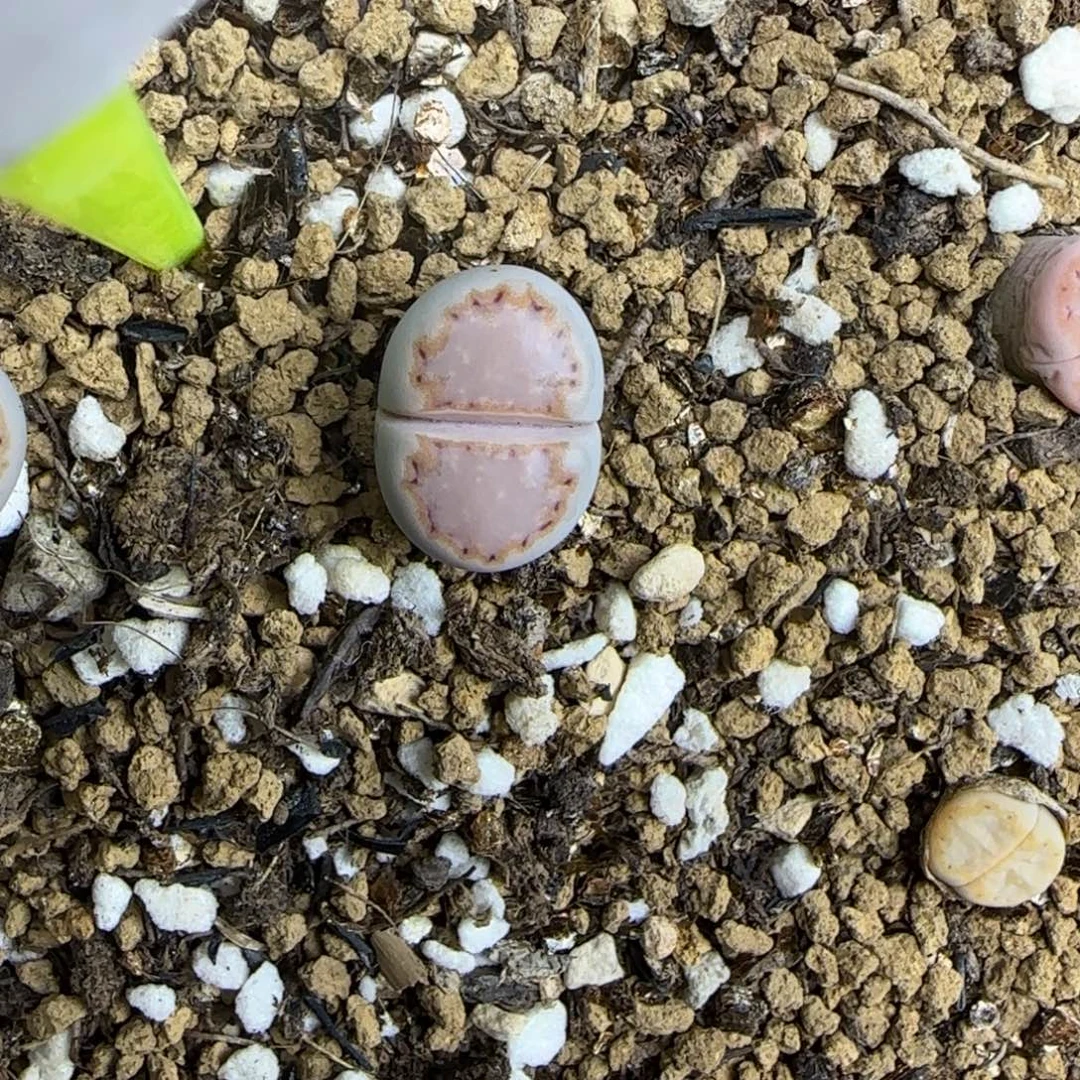 005二蜕饼干216大棚直播