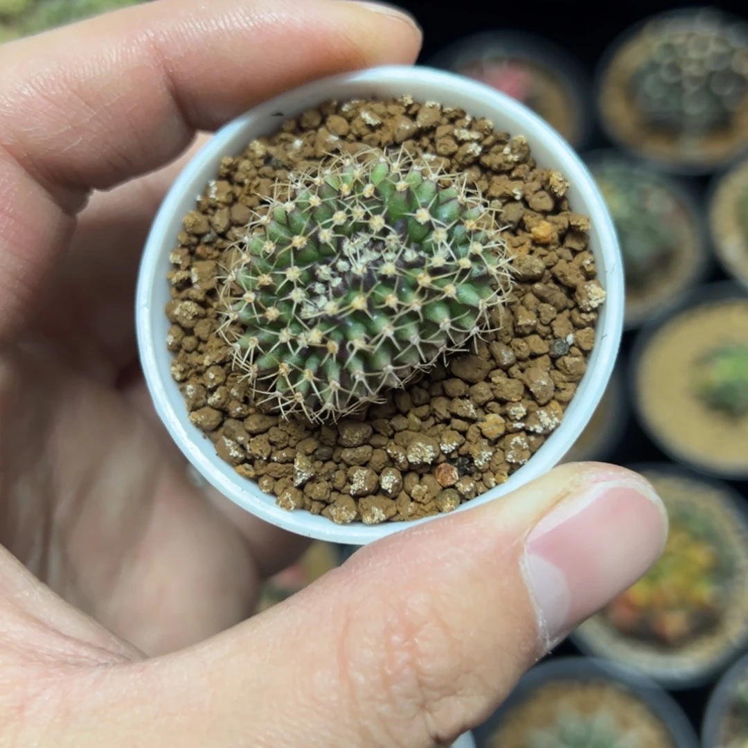 实生缀化米哈带盆土发货