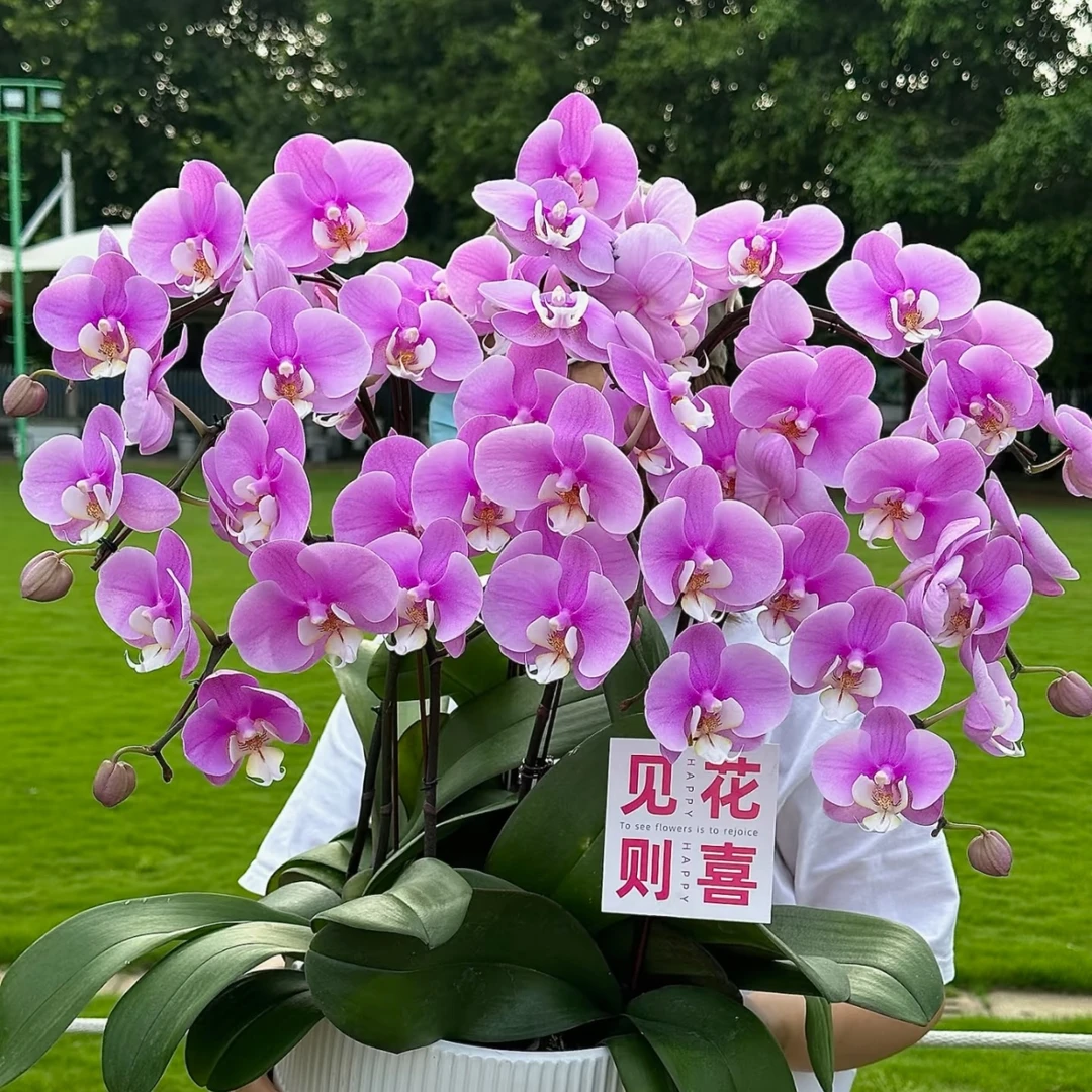 安娜蝴蝶兰盆栽花卉多年生室内阳台易养护爆花强