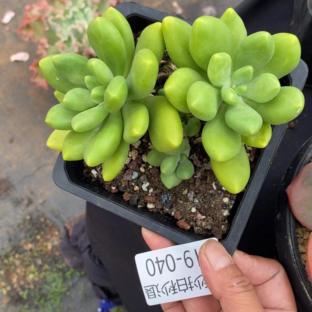 勿秒拍秒退 919-40芒果奶