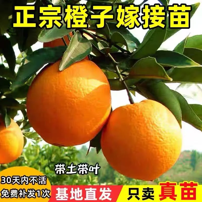 嫁接橙子树苗赣南脐橙苗水果苗南方种植带泥四季可种果树带土带叶