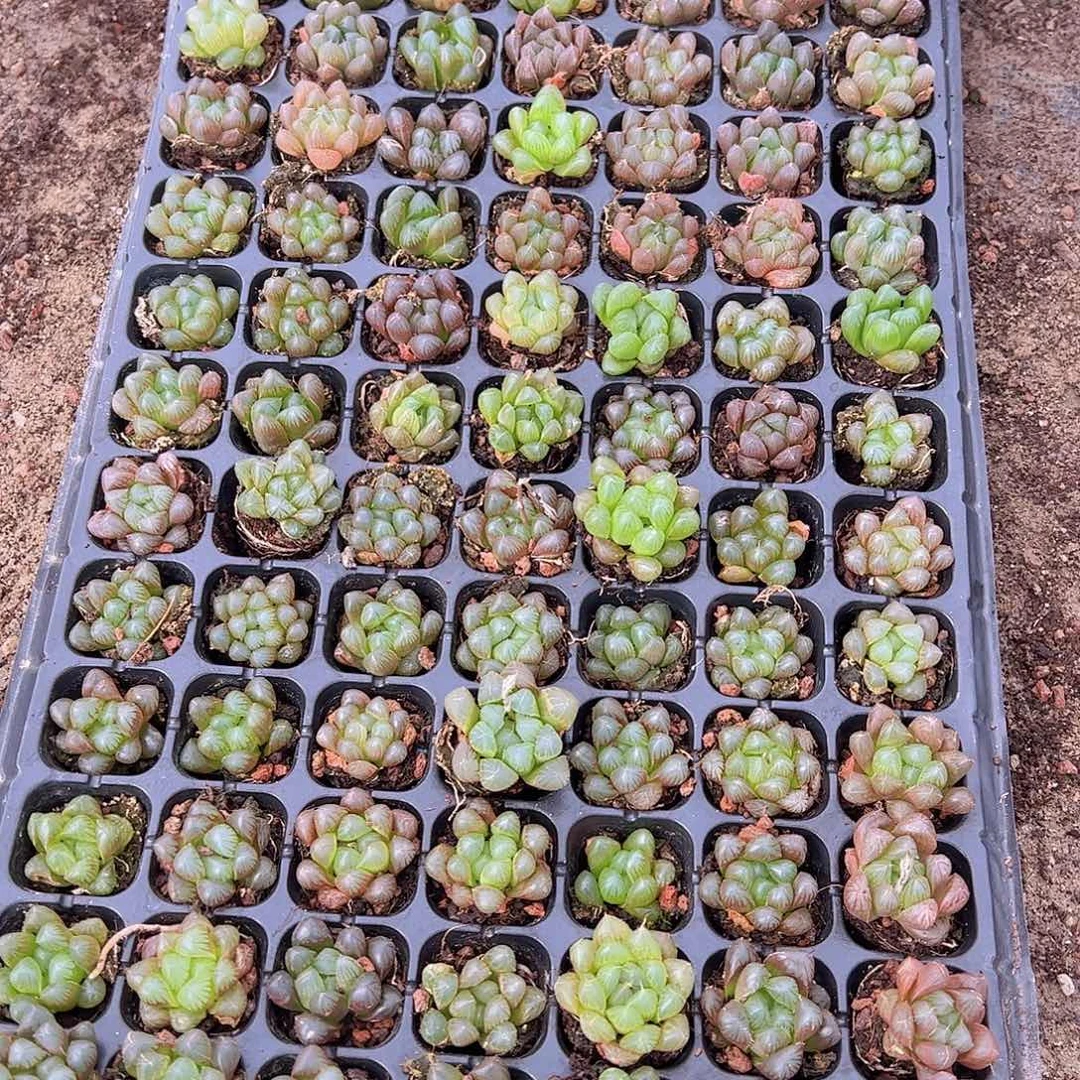 直播一物一拍2-44