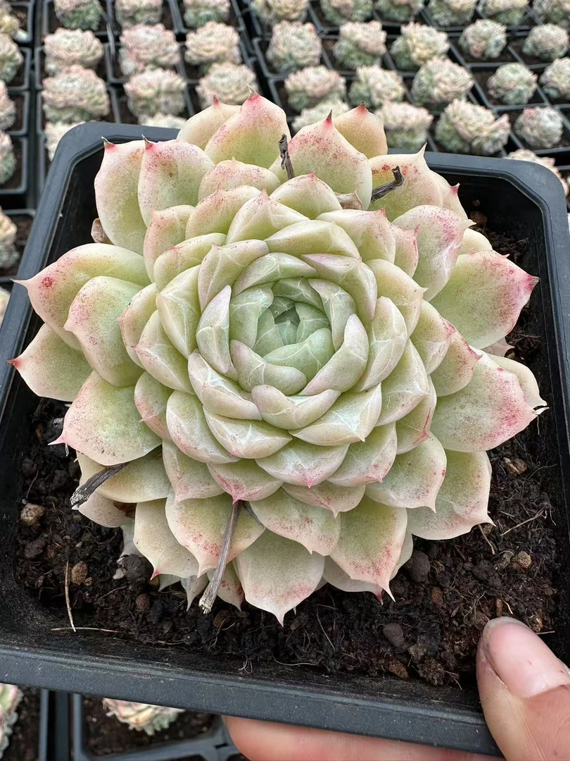 13#千层雪多肉植物  前男友精品多肉SM1106