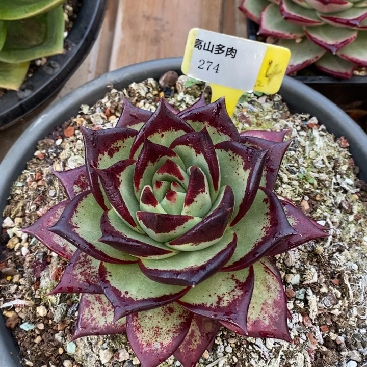 D274- 直播福利 乌木