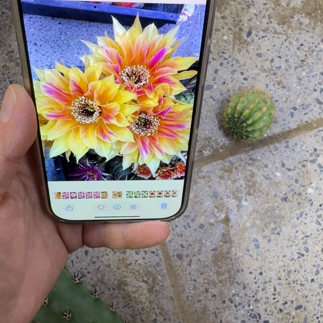 247丽花阳9歪无根侧牙3公分左右，20包邮