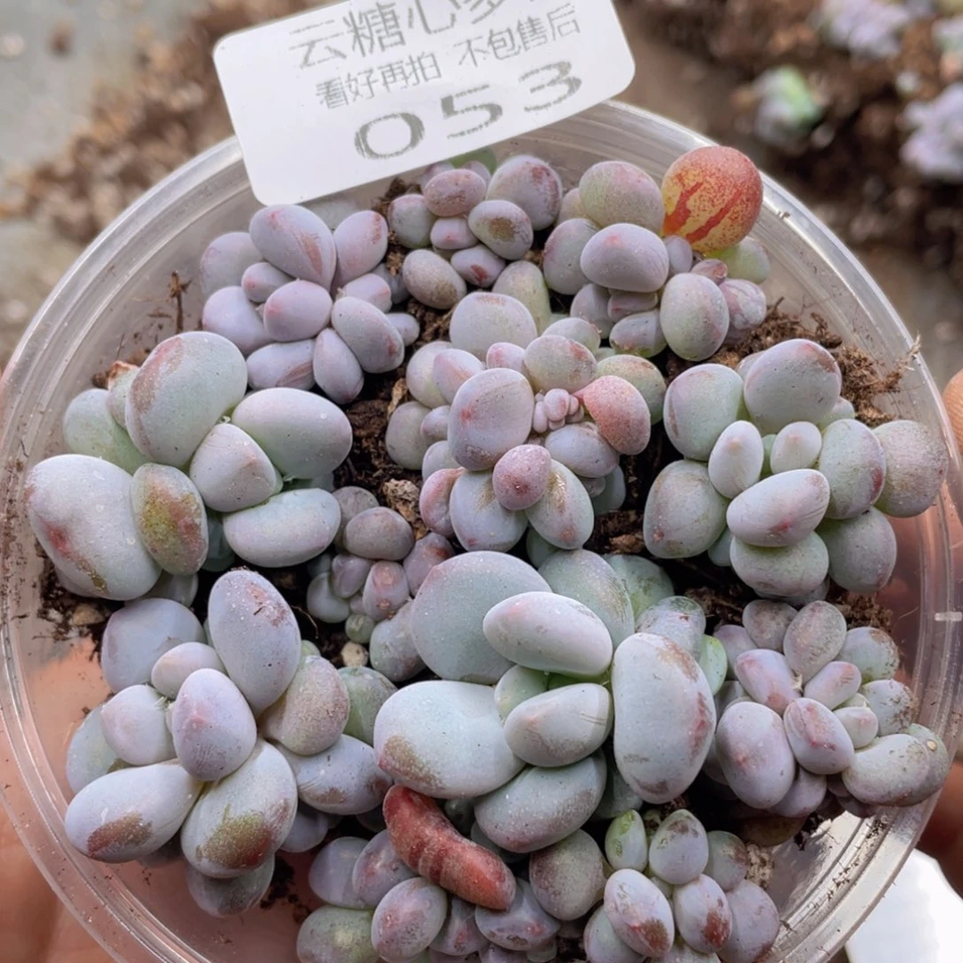 云糖心多肉植物53