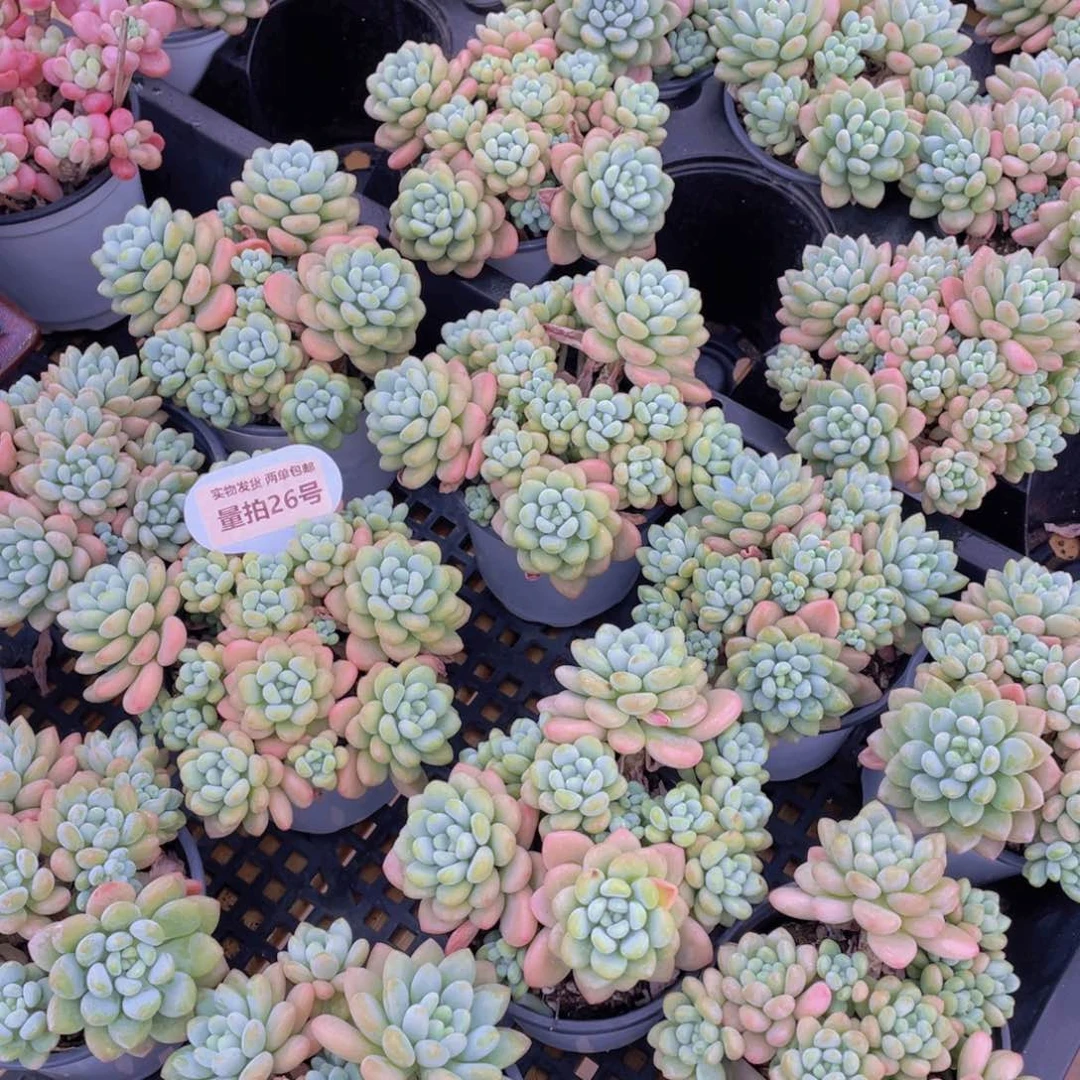 量拍26号 鱼子酱多头大群生一个