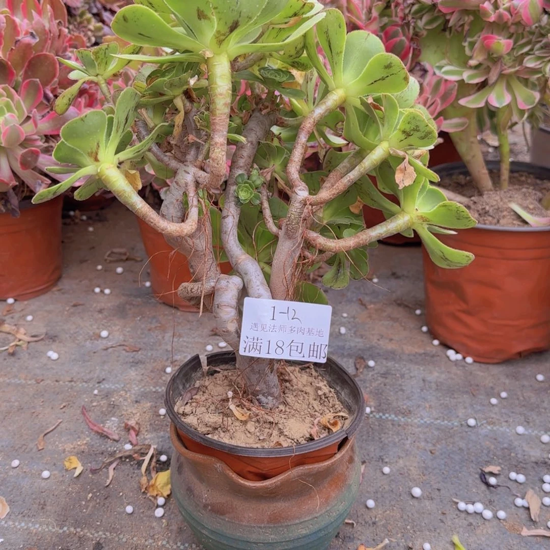 1-12号 均美丽。  妖庄。老杆。