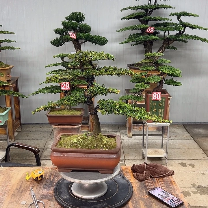 无花朵红芽这珍珠罗汉松