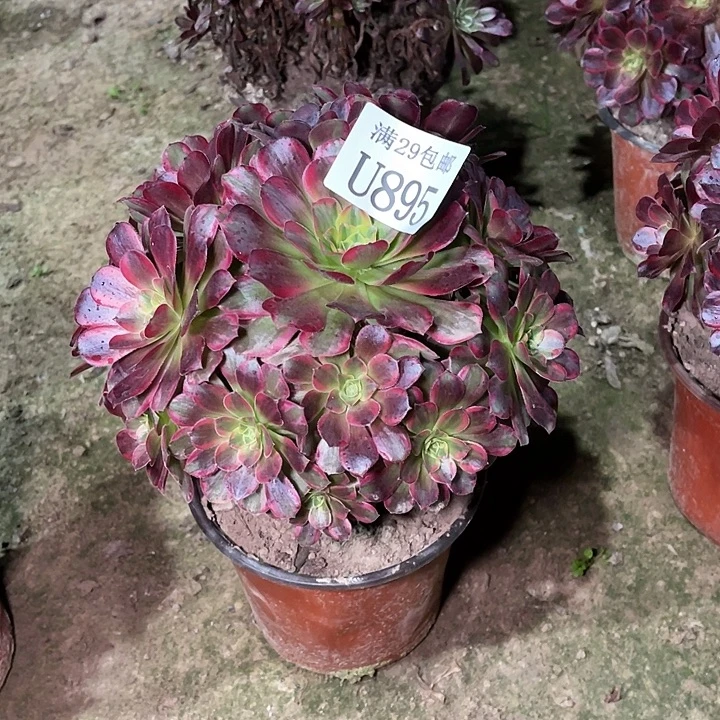 895安娜  多肉植物