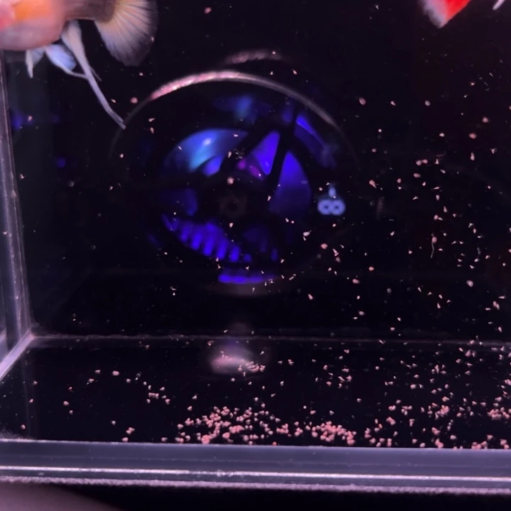 孔雀鱼圣诞球大C1对