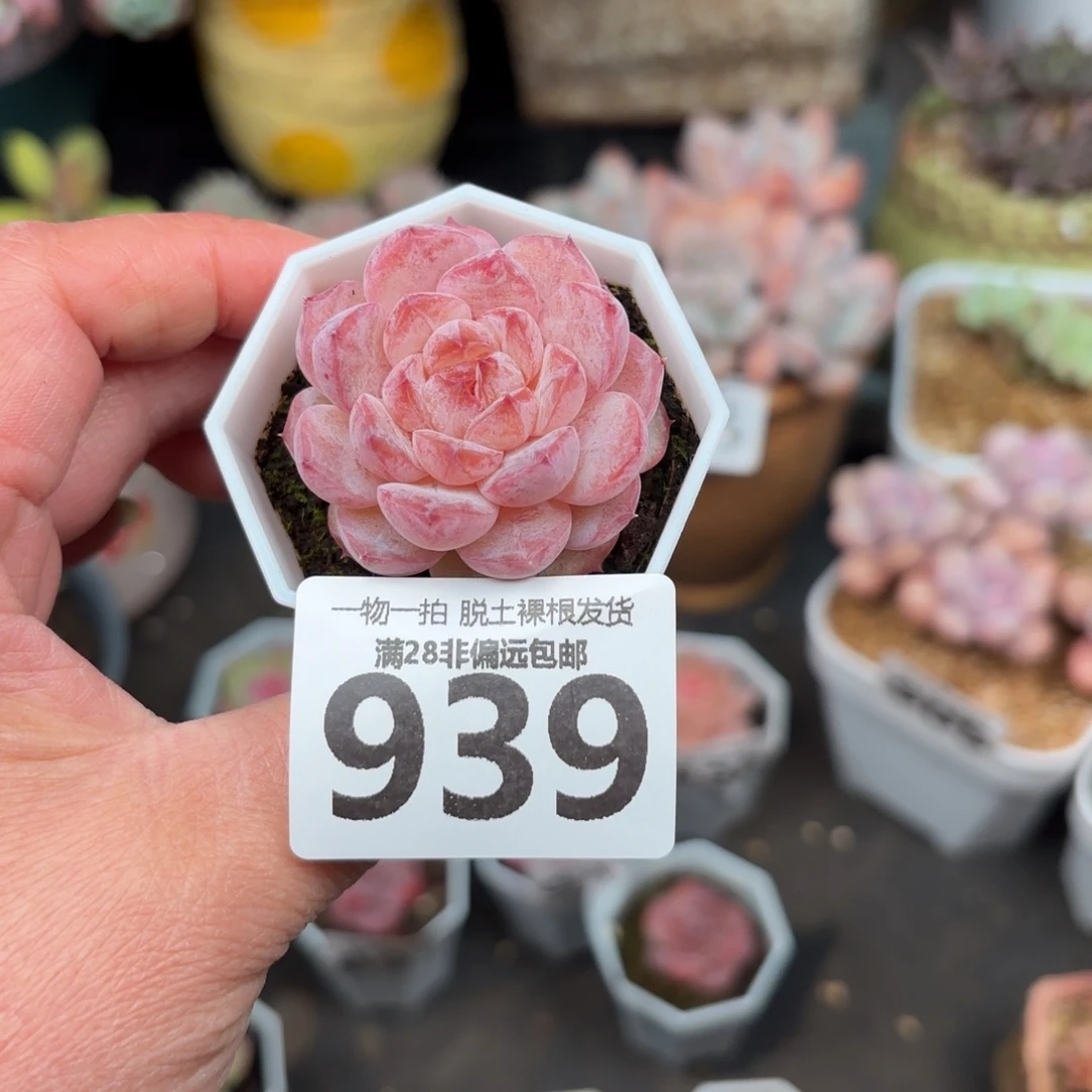 紫霜单头无盆土发货