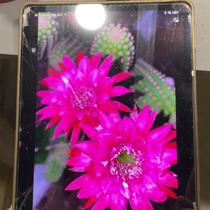进口金妞金4侧芽一个
