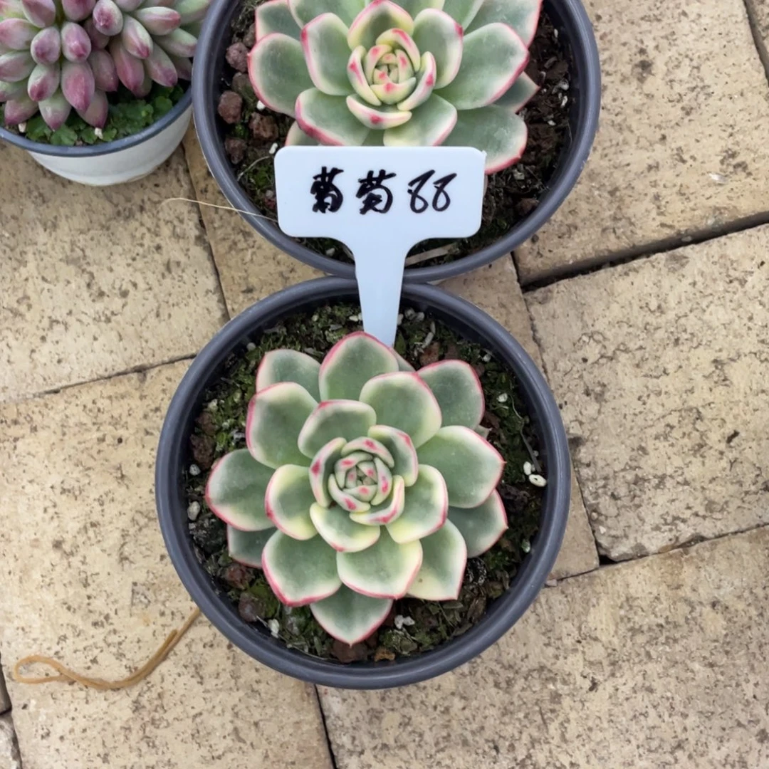 葡***萄葡萄88。
