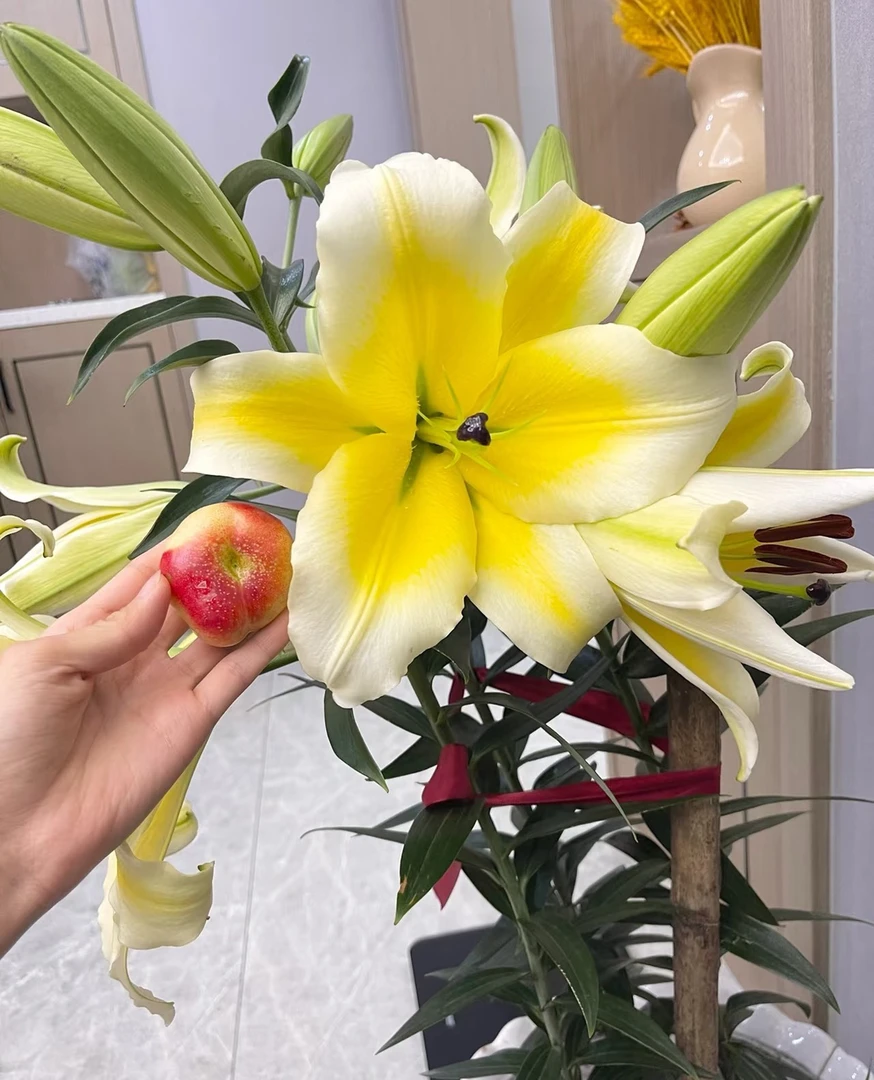 四季可种【黄天霸月牙球】香水百合种球,室内外都可种植好种好养